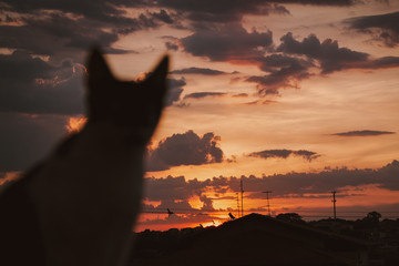 Gato no Pôr-do-sol