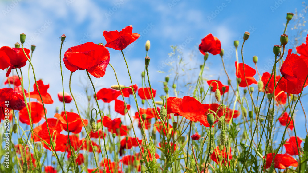 Sticker Red poppy flowers on sunny blue sky, poppies spring blossom