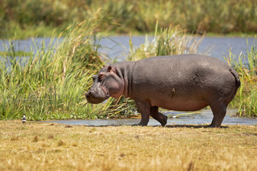 hippopotamus inhabits rivers, lakes and mangrove swamps, where territorial bulls preside over a stretch of river and groups of five to thirty cows and young.