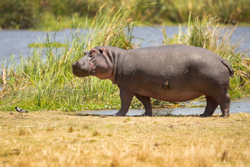 hippopotamus inhabits rivers, lakes and mangrove swamps, where territorial bulls preside over a...
