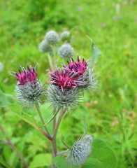 Close-up a blooming  burdock. Wild medicinal plant. Weed in the field.
