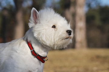 White west terrier dog playing outside in the snow. 