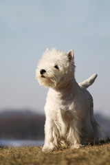 White west terrier dog playing outside in the snow. 