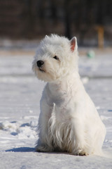 White west terrier dog playing outside in the snow. 