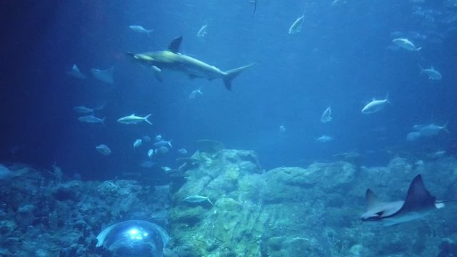 Ocean Park Aquarium, Hong Kong : fish swimming in the main tank shark and stingray