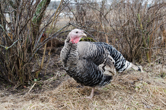 Gray young turkey in spring garden
