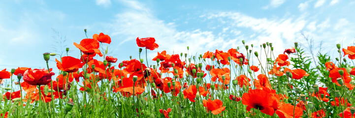 Fototapeta na wymiar Red poppy flowers on sunny blue sky, poppies spring blossom, green meadow with flowers