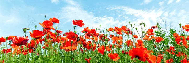 Photo sur Plexiglas Coquelicots Fleurs de pavot rouge sur ciel bleu ensoleillé, fleur de printemps de coquelicots, pré vert avec des fleurs