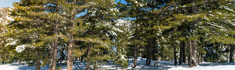 Pine forest in snow panoramic