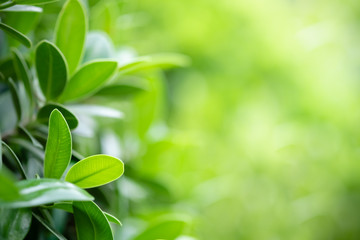 Beautiful nature view of green leaf on blurred greenery background in garden and sunlight with copy space using as background natural green plants landscape, ecology, fresh wallpaper concept.