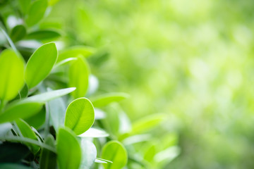 Obraz premium Beautiful nature view of green leaf on blurred greenery background in garden and sunlight with copy space using as background natural green plants landscape, ecology, fresh wallpaper concept.