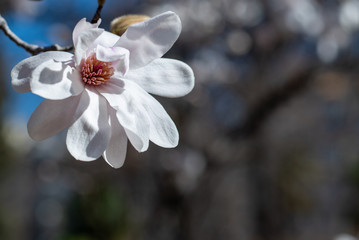 White flowers of the Loebner magnolia Merrill