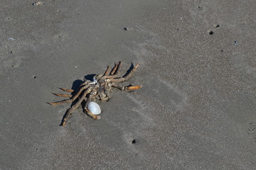 dead crab on the beach with a shell