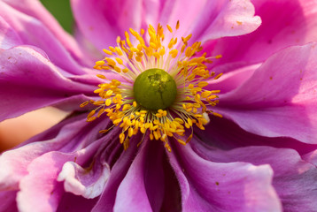 Pink flower in bloom with stunning yellow stamen and green pistil