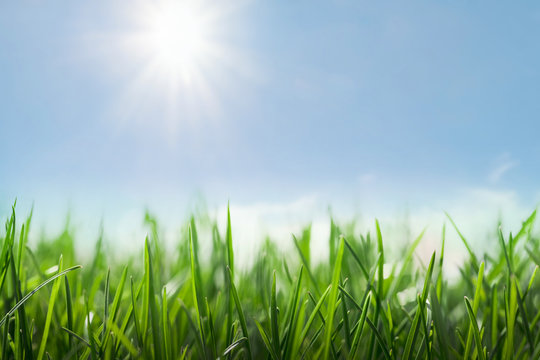 Green grass and sunny blue sky, spring background, countryside meadow in full sun