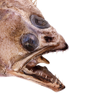  shaped Flatfish or flounders (Pleuronectidae) also known as plaice,dab,sole or flukes, isolated on white. Top side.