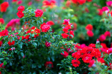 Red roses in the garden, spring flowers blossom