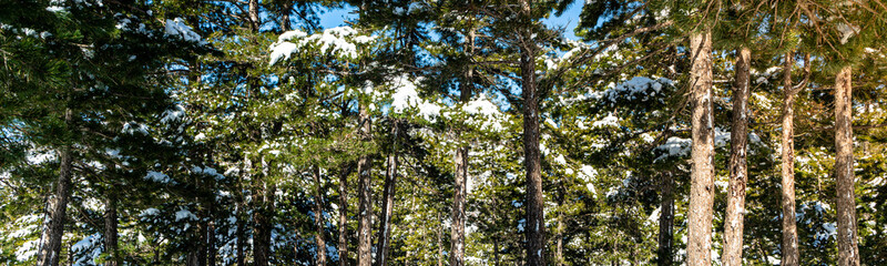 Pine forest in snow panoramic