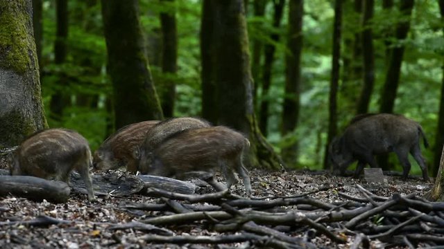 Wild boar (Sus scrofa) sounder with piglets foraging in forest in spring