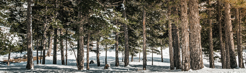 Pine forest in snow panoramic