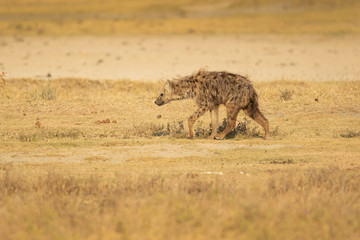 Naklejka na ściany i meble Spotted hyena (Crocuta crocuta), also known as the laughing hyena is a hyena species, currently classed as the sole extant member of the genus Crocuta, native to Sub-Saharan Africa. 