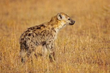 Spotted hyena (Crocuta crocuta), also known as the laughing hyena is a hyena species, currently classed as the sole extant member of the genus Crocuta, native to Sub-Saharan Africa. 