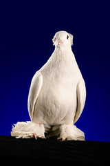 Dove studio shooting on a dark blue background.