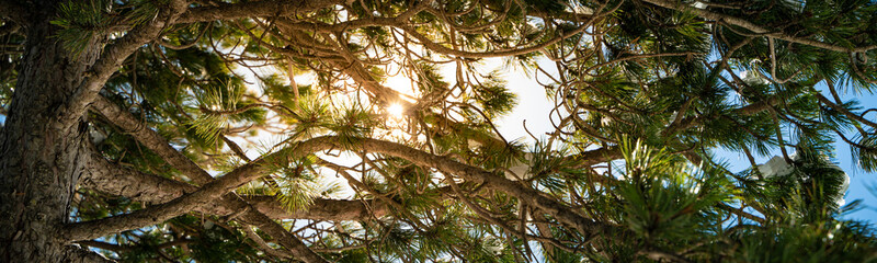 Pine tree detail on a clear day
