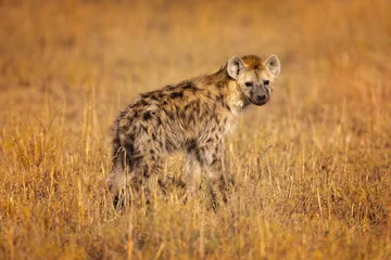 Crédence en verre imprimé Hyène L& 39 hyène tachetée (Crocuta crocuta), également connue sous le nom d& 39 hyène rieuse, est une espèce d& 39 hyène, actuellement classée comme le seul membre existant du genre Crocuta, originaire d& 39 Afrique subsaharienne.