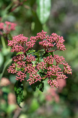 Spring buds of viburnum tinus compactum
