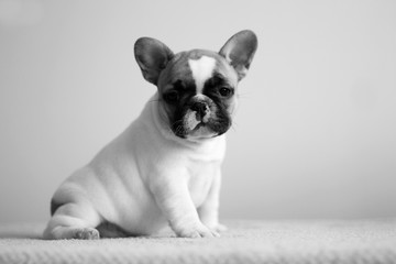 French bulldog puppy posing in the studio. Pink studio background.
