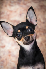 Cute black Chihuahua dog with big eyes and big ears