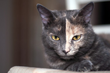 portrait of a two color face cat