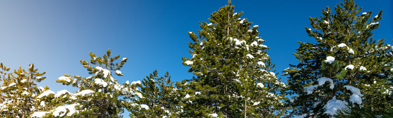 Snow covered tree tops on a clear day