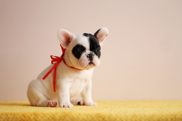 French bulldog puppy posing in the studio. Pink studio background.	