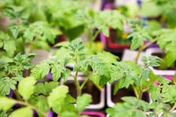 Young tomato seedlings in plastic pots.