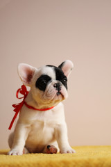 French bulldog puppy posing in the studio. Pink studio background.	