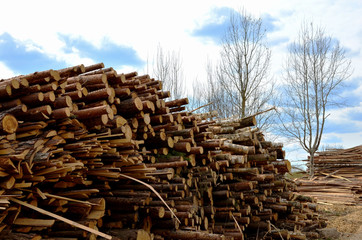 Logs stacked on logging and woodworking industry. A stock pile of timber, chopped down trees. Timber industry. De-forestation.