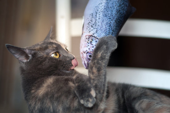 two color face cat playing with a fish toy