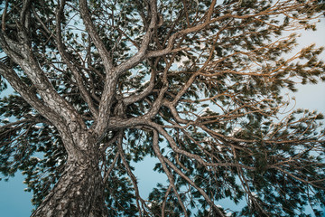 Large pine tree covered in snow