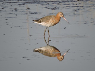 A Black tailed Godwit wading in water