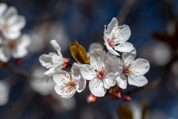 Spring bloom of cherry plum