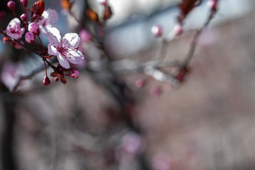Plum flowers blooming in spring