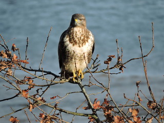 a Buzzard resting on a bush near water