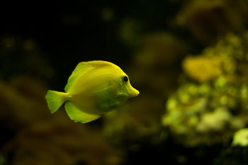 Saltwater Fish species: Yellow Tang (Zebrasoma flavescens) with a dark background