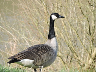 A Canada goose on wetlands