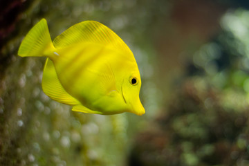 Saltwater Fish species: Yellow Tang (Zebrasoma flavescens)