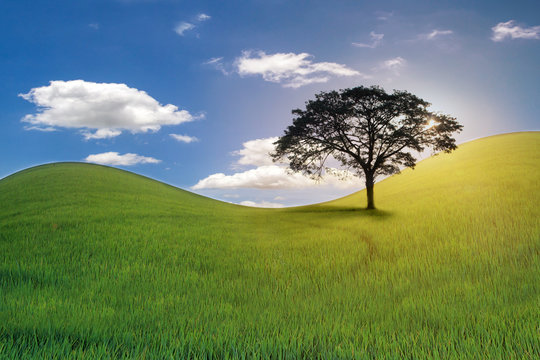 Landscape picture of green grass field and tree with white clouds on blue sky background,Green planet - Earth