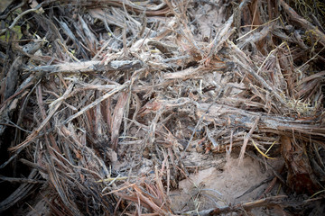 Tree roots in the field