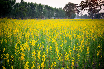 Obraz premium Yellow flower fields